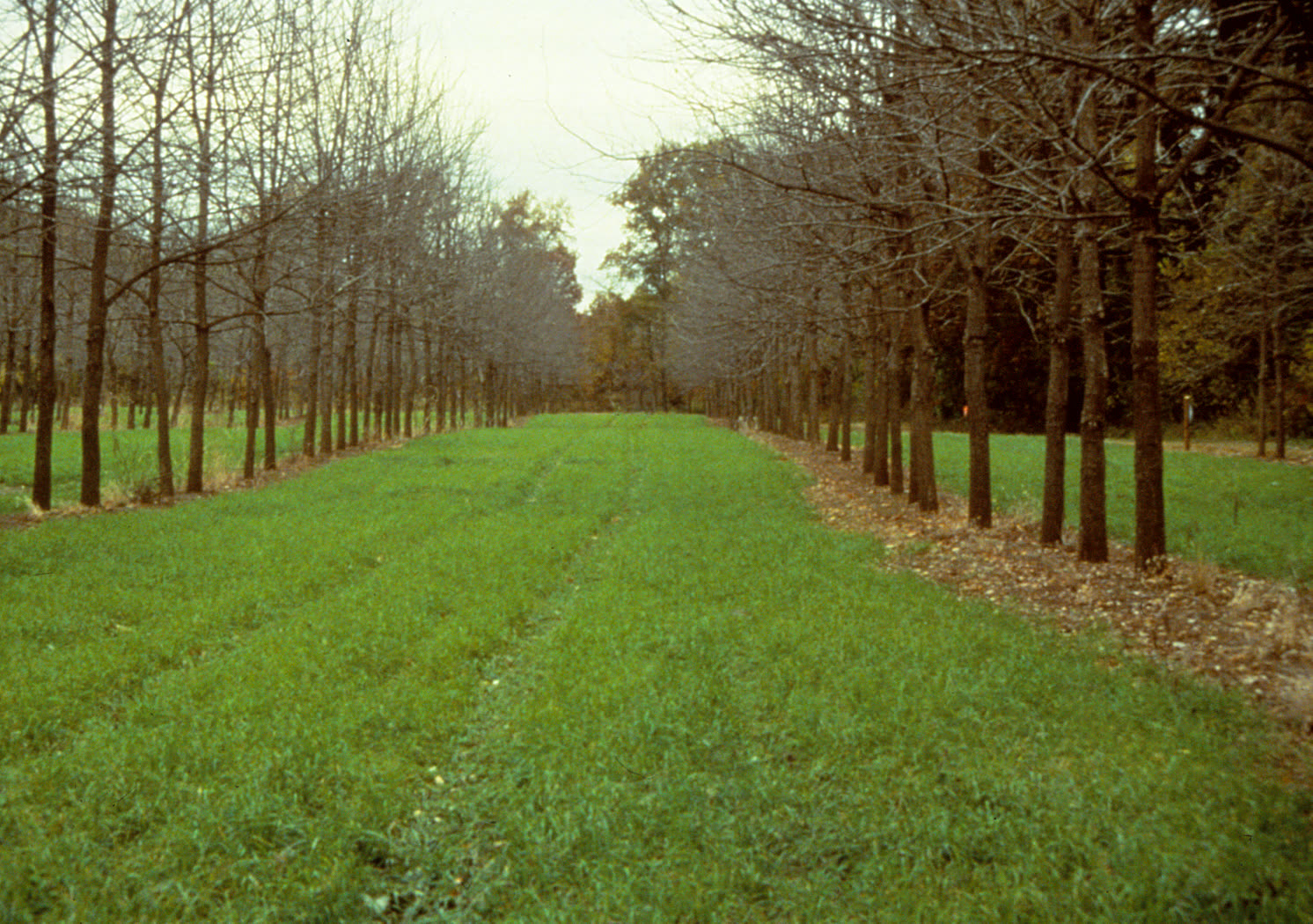 Cultures en couloirs entre des rangs de noyers : les arbres et la culture annuelle occupent la même parcelle.