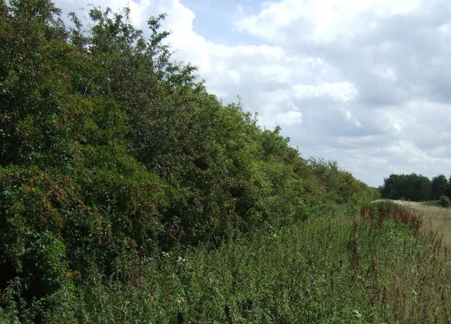 Haie et bande enherbée en bordure de parcelle : corridor écologique et protection contre l'érosion.