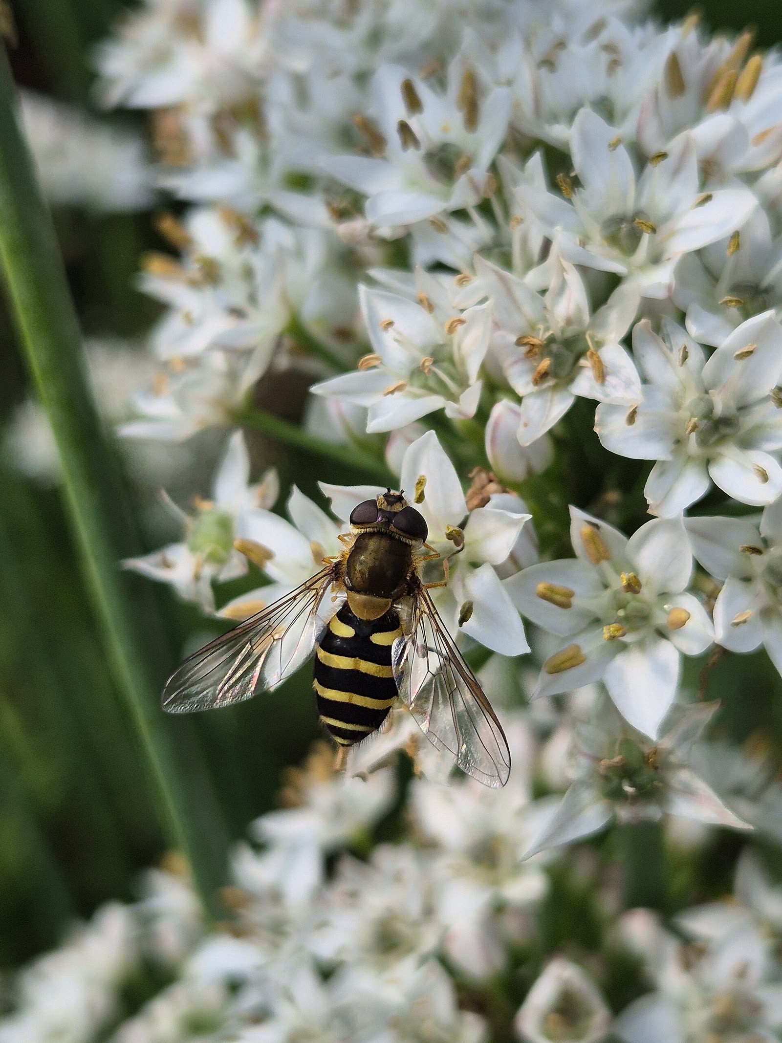 Syrphe ceinturé : pollinisateur à l'état adulte, prédateur de pucerons à l'état larvaire.