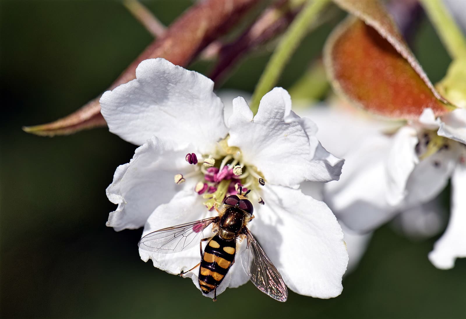 Abeille domestique sur une fleur de poirier — la pollinisation conditionne la nouaison.