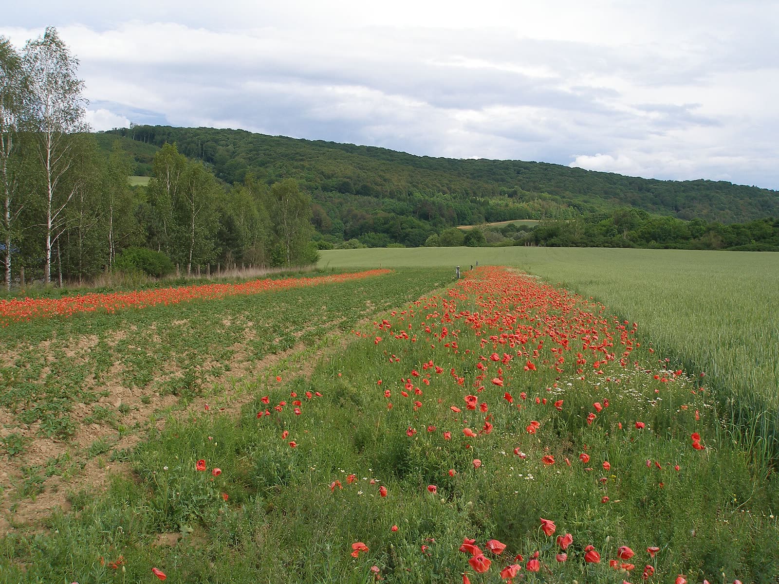 Prairie fleurie : ressource florale continue, condition du maintien des populations de pollinisateurs.